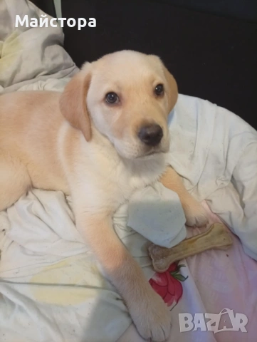 Лабрадор Ретривър , снимка 6 - Лабрадор ретривър - 53240289