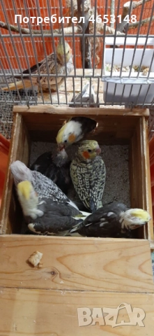 Продавам папагали корели