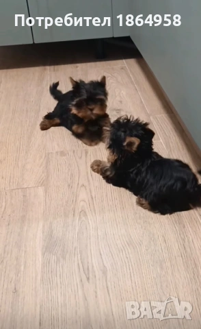 СУПЕР МИНИ ЙОРКИ Доставка, снимка 2 - Йоркширски териер - 53828727