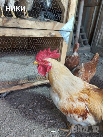 Продавам петли и кокошки носачки  ломан браун, снимка 8 - Кокошки и пуйки - 41755492