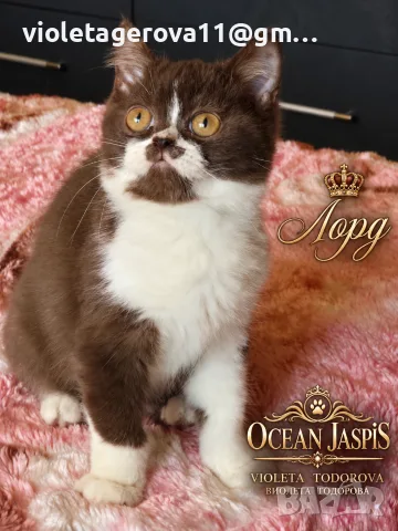 Британски котки 