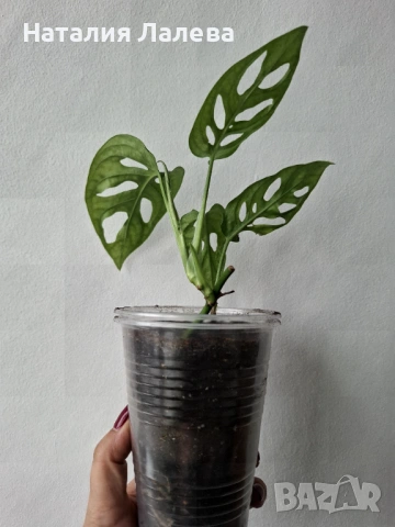 Монстера, monstera monkey, снимка 2 - Стайни растения - 53591964