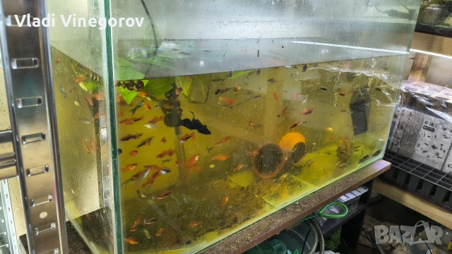 Аквариум 130 литра с рибки - само лично предаване гр.ВИДИН