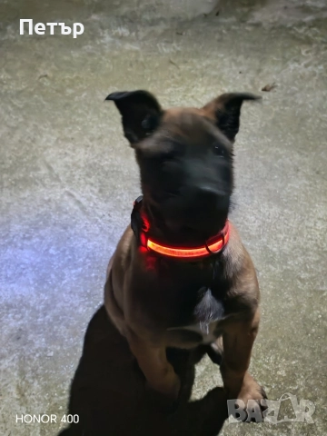 Белгийска овчарка Малинла 