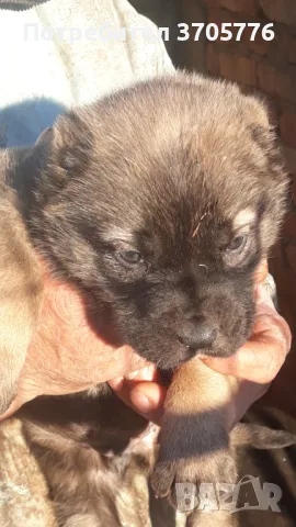 Кангалчета , снимка 1