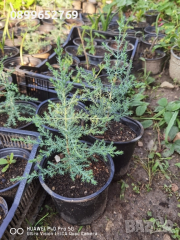 Аризонски кипарис 