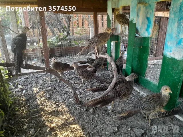 Червено златни фазани , снимка 4 - други­ - 55753148