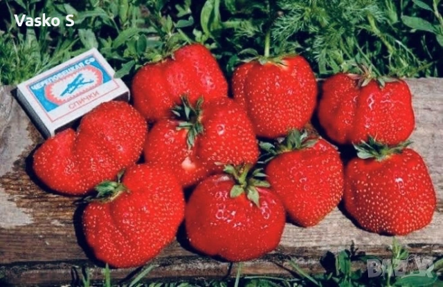 Ягоди, снимка 3 - Градински цветя и растения - 53472392