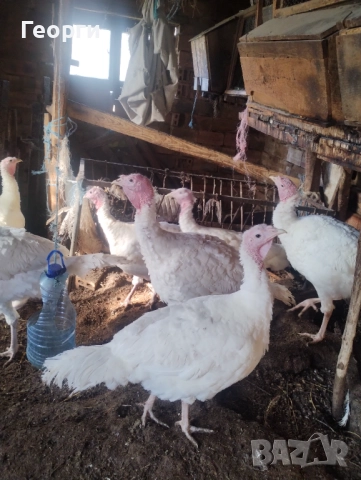Пуйки на 7 месеца, кръстоска с бройлерна пуйка , снимка 2 - други­ - 52862369