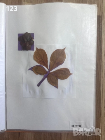 Хербарии, снимка 18 - Други услуги - 51619721