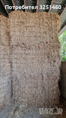 Бали Фий, снимка 9 - Крави - 41513966