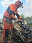 Рязане на опасни дървета и почистване на дворове – Варна, снимка 2