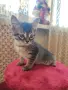 Подарявам 3 малки котета, снимка 4