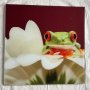 Картини с жаби, снимка 1 - Картини - 41611749