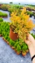 Западна туя Рейнголд (Thuja occidentalis Rheingold), студоустойчива, снимка 13