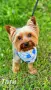Йоркширски Териер / Йорки / Yorkie / Yorkshire Terrier, снимка 5