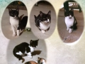 Малки котета – различни шарки, снимка 16