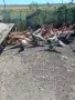 Продавам кученца Бордър Коли на 40 дни 100 ев пуйки 30 евро женско конче на 6 м. Хафлингер 1000евро, снимка 5
