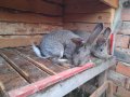 Домашни свободни зайци, снимка 9