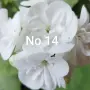 Първи комплект Мушкато 5 бр 4 цвята общо 6.50 € , снимка 7