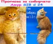Сибирски котенца, сибирче, хипоалергично, коте, сибирска котка, снимка 16