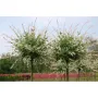 Salix integra 'Hakuro Nishiki' -Пъстролистна върба, снимка 3