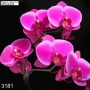 Диамантен гоблен Фаленопсис, орхидея