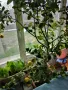 Продавам дръвче лимон, снимка 3