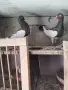 Продавам гълъби датски летачи, снимка 3