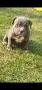 Американско були покет  American bully , снимка 4