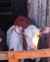 телета различна възраст , снимка 12