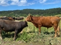 Телета и бикове, снимка 4