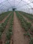 Продавам Оранжерии, снимка 5