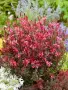 Гаура (Gaura lindheimeri), снимка 7