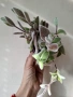 Каланхое, kalanchoe eriophylla, снимка 5