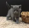 Британска късокосместа, снимка 1