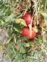 Продавам домашни градински домати , снимка 5
