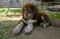 Каракачански кучета, снимка 2
