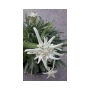 Leontopodium souliei Alpina White ЕДЕЛВАЙС, снимка 1 - Градински цветя и растения - 36109070