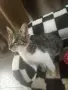 Подарявам малко коте, снимка 3