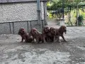 кокерчета момичета и момчета , снимка 5