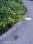 Акация - Фиданки  РАЗПРОДАЖБА !!!, снимка 9