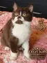 Британски котки , снимка 1
