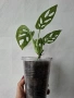 Монстера, monstera monkey, снимка 2