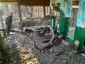 Червено златни фазани , снимка 4