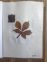 Хербарии, снимка 18