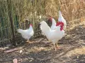 Продавам оплодени яйца и пилета  от Австралорп и Легхорн, снимка 4