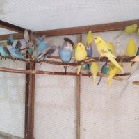 Продавам Вълнисти папагали 10 лв цена на едро и на дребно 15 лв/бр., снимка 3 - Папагали - 36905385