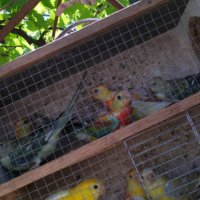 Продавам пойни папагали, снимка 4 - Папагали - 40972835