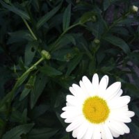 Градински маргаритки - корен, снимка 3 - Градински цветя и растения - 41271145
